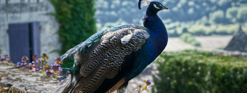 Peacock